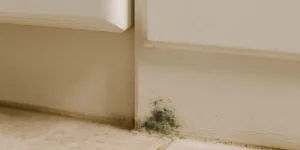 hidden mold causes and solutions